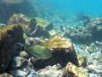 Blaustreifen-Doktorfisch, Acanthurus lineatus. Royal Island, Mai 2021 (3)