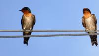 Hirundo tahitica, Pacific Swallow. Bira (4)