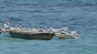 Eilseeschwalbe, Sterna bergii